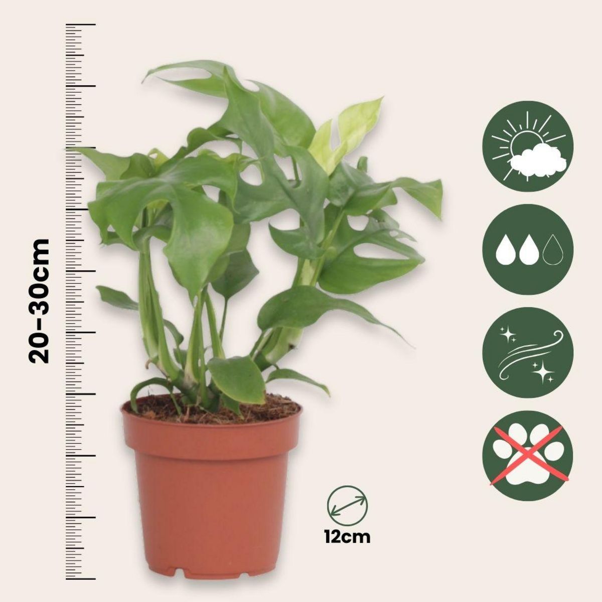 PLANT IN A BOX Plante à trous - Set de 2 - Rhaphidophora tetrasperma - Hauteur 20-30cm - ⌀12cm