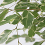Voir la diapositive 3 : PLANT IN A BOX Ficus pleureur - Ficus Benjamina 'Twilight' - Hauteur 100-110cm - ⌀21cm