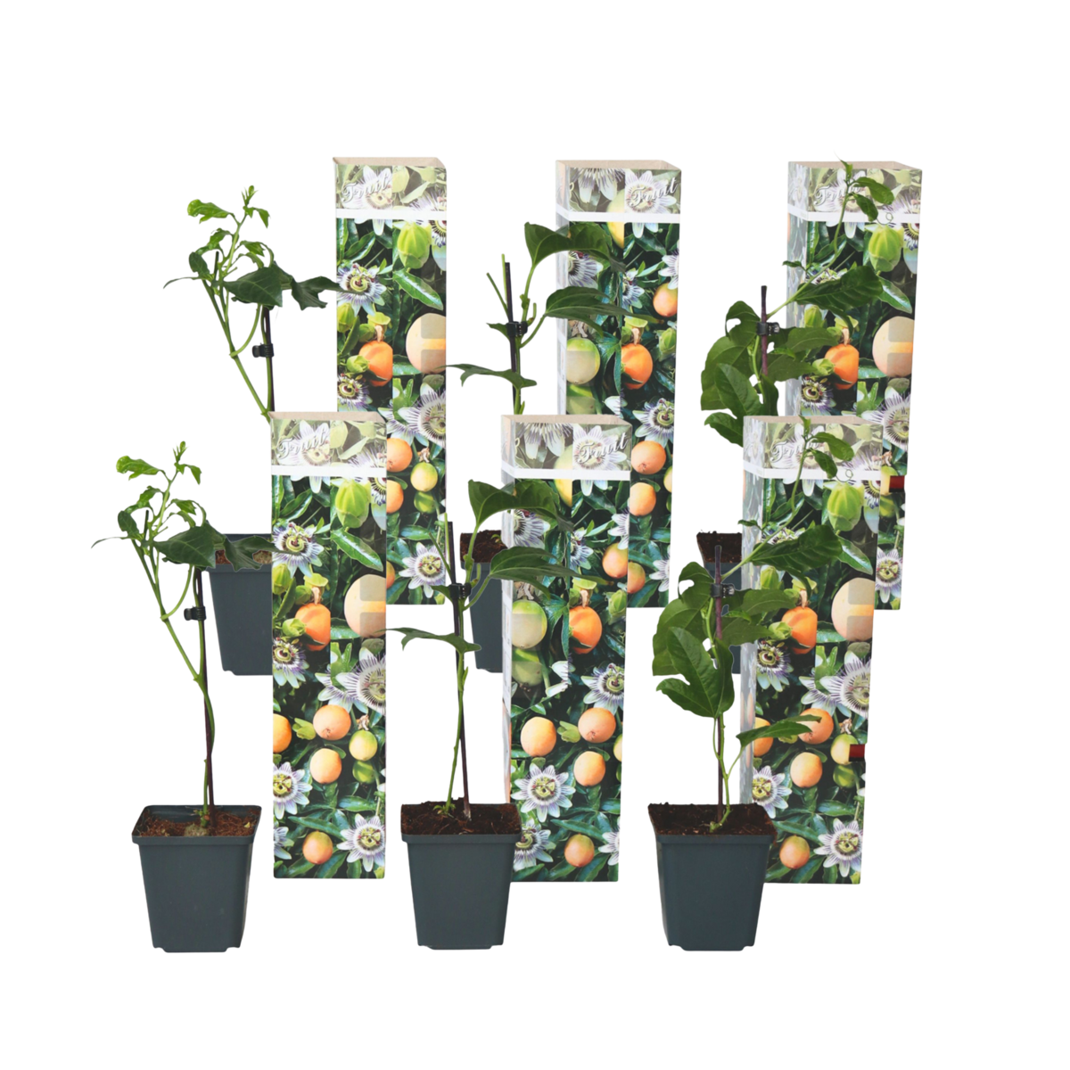 PLANT IN A BOX Passiflore - Set de 6 - Passiflora edulis 'Frederick' - Hauteur 25-40cm - ⌀9cm