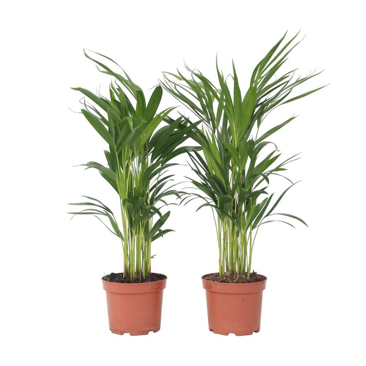 PLANT IN A BOX Palmier areca - Set de 2 - Dypsis lutescens - Hauteur 60-70cm - ⌀17cm