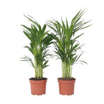 PLANT IN A BOX Palmier areca - Set de 2 - Dypsis lutescens - Hauteur 60-70cm - ⌀17cm