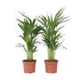 Voir la diapositive 1 : PLANT IN A BOX Palmier areca - Set de 2 - Dypsis lutescens - Hauteur 60-70cm - ⌀17cm