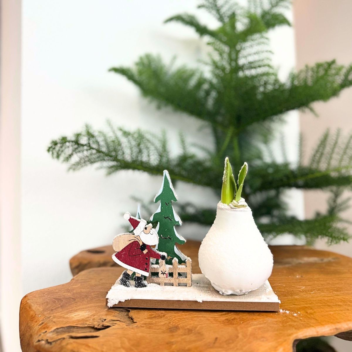 PLANT IN A BOX Amaryllis - Lot de 3 - Hippeastrum 'Pays des Merveilles Mix'