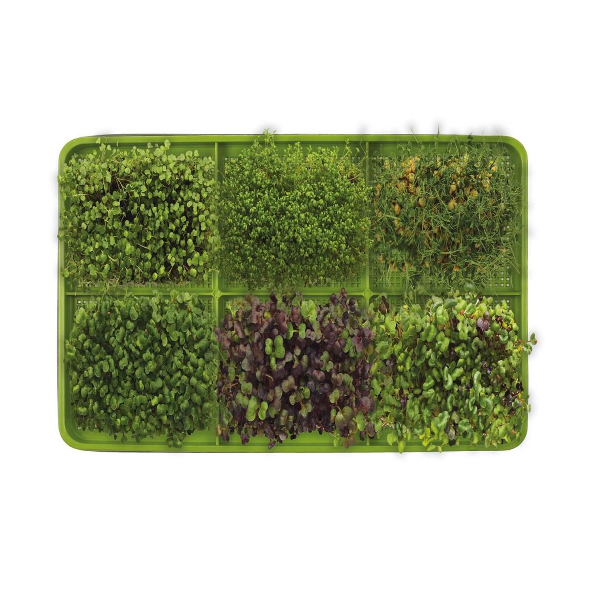 Voir la diapositive 6 : COOK CONCEPT Plateau de germination  graines  30cm vert