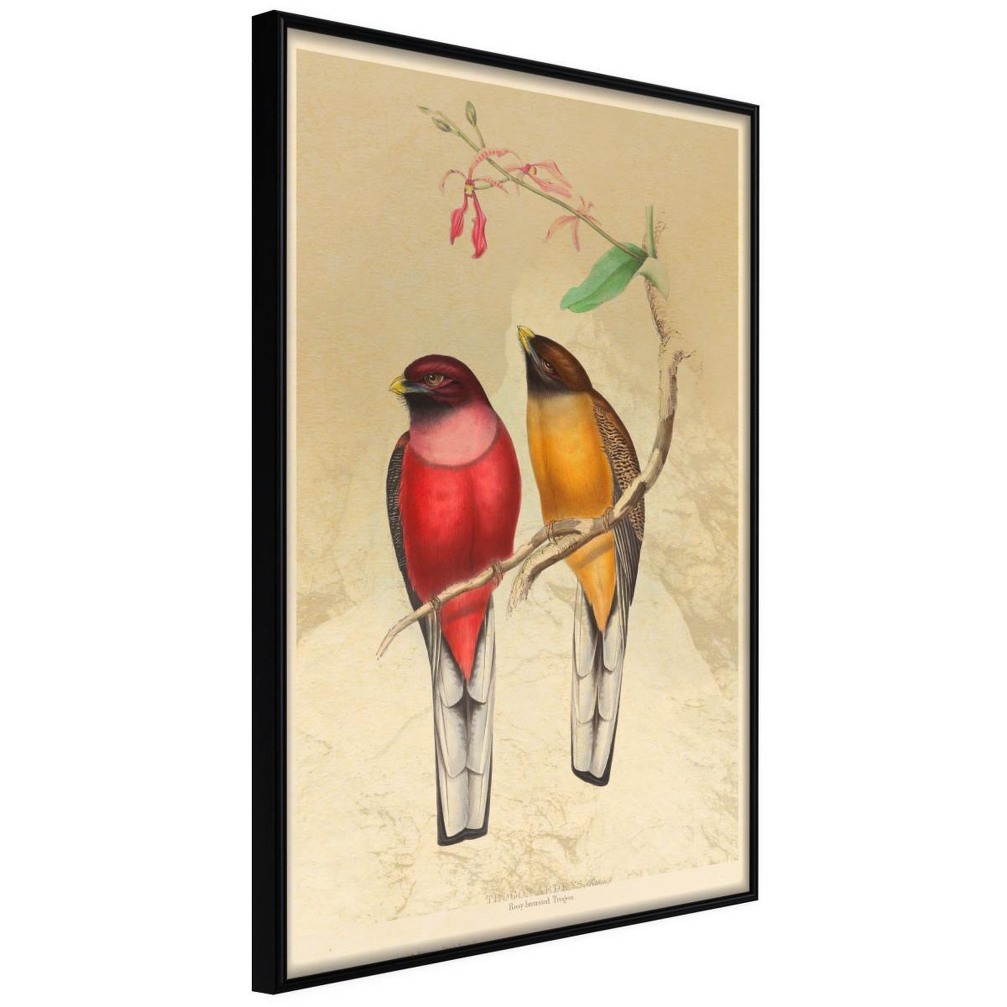 Paris Prix Affiche murale encadrée  ornithologist's drawings