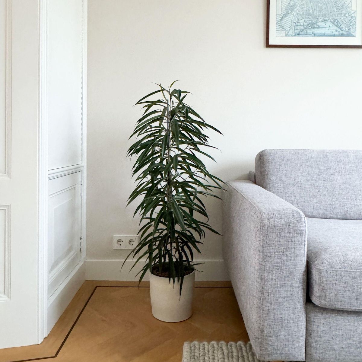 PLANT IN A BOX Ficus pleureur - Ficus binnendijkii - Hauteur 100-110cm - ⌀21cm