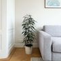 Voir la diapositive 5 : PLANT IN A BOX Ficus pleureur - Ficus binnendijkii - Hauteur 100-110cm - ⌀21cm