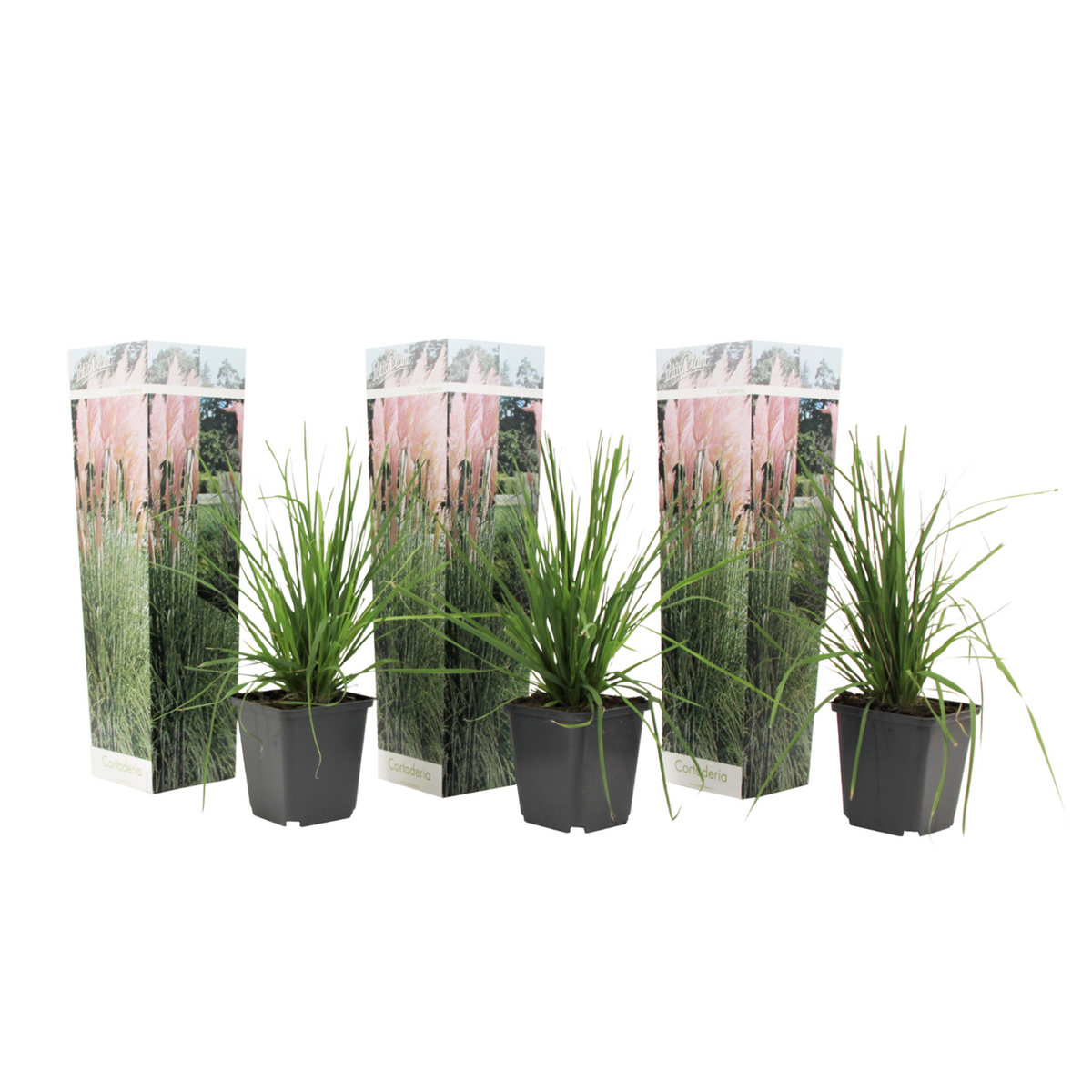 PLANT IN A BOX Herbe de la Pampa - Set de 3 - Cortaderia selloana - Hauteur 25-40cm - ⌀9cm