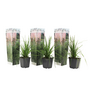 Voir la diapositive 1 : PLANT IN A BOX Herbe de la Pampa - Set de 3 - Cortaderia selloana - Hauteur 25-40cm - ⌀9cm