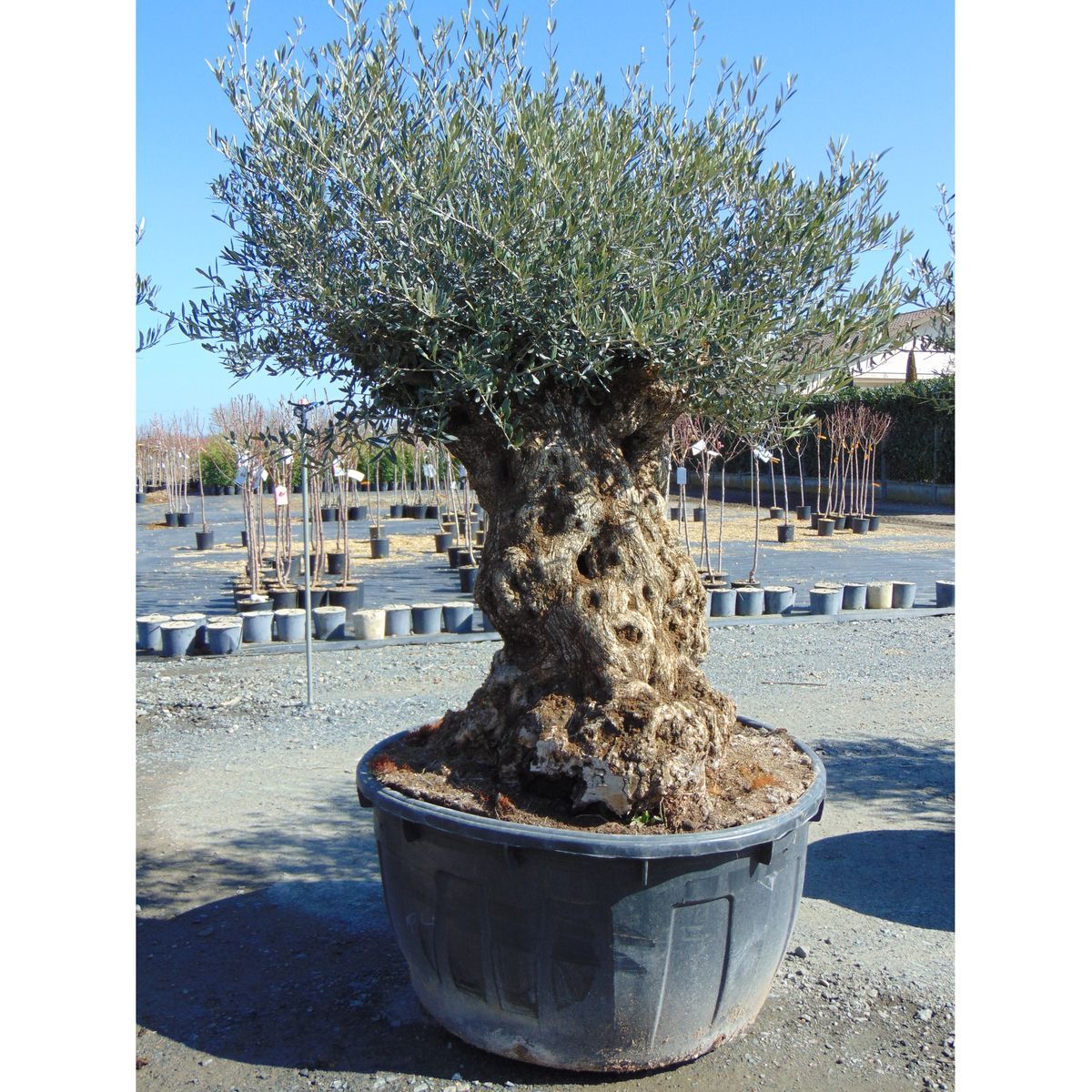 Olivier Pot 500L Haut. 180/200 Circon. Tronc 125/150cm