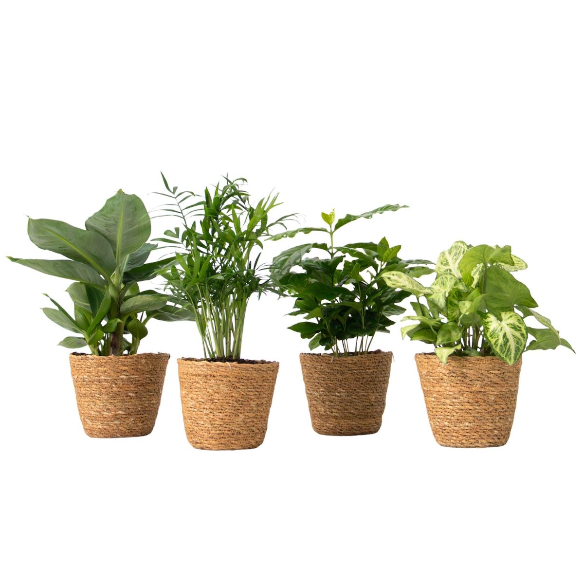 PLANT IN A BOX Mix de plantes d'intérieur dans panier décoratif -  x4 - Hauteur 25-40cm - ⌀12cm
