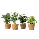 PLANT IN A BOX Mix de plantes d'intérieur dans panier décoratif -  x4 - Hauteur 25-40cm - ⌀12cm