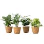 Voir la diapositive 1 : PLANT IN A BOX Mix de plantes d'intérieur dans panier décoratif -  x4 - Hauteur 25-40cm - ⌀12cm
