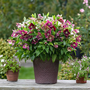 Voir la diapositive 4 : PLANT IN A BOX Rose de Noël - Set de 3 - Helleborus orientalis - Hauteur 20-30cm - ⌀12cm