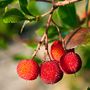 Voir la diapositive 3 : PLANT IN A BOX Fruits de l'arbousier - Set de 3 - Arbutus 'Unedo' - Hauteur 25-40cm - ⌀9cm