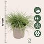 Voir la diapositive 2 : PLANT IN A BOX Fétuque - Set de 9 - Festuca glauca 'Elijah Blue' - Hauteur 10-15cm - ⌀9cm