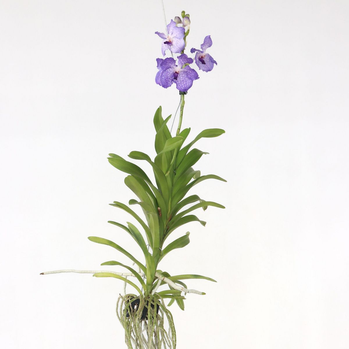 PLANT IN A BOX Orchidée - Vanda 'New Blue' - Hauteur 55-65cm