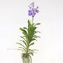 Voir la diapositive 5 : PLANT IN A BOX Orchidée - Vanda 'New Blue' - Hauteur 55-65cm