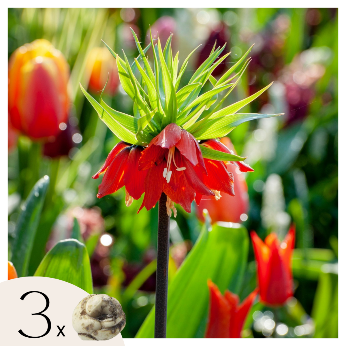 PLANT IN A BOX Fritillaire rouge - Set de 3 - Fritillaria rubra - Bulbes à fleurs - Orange