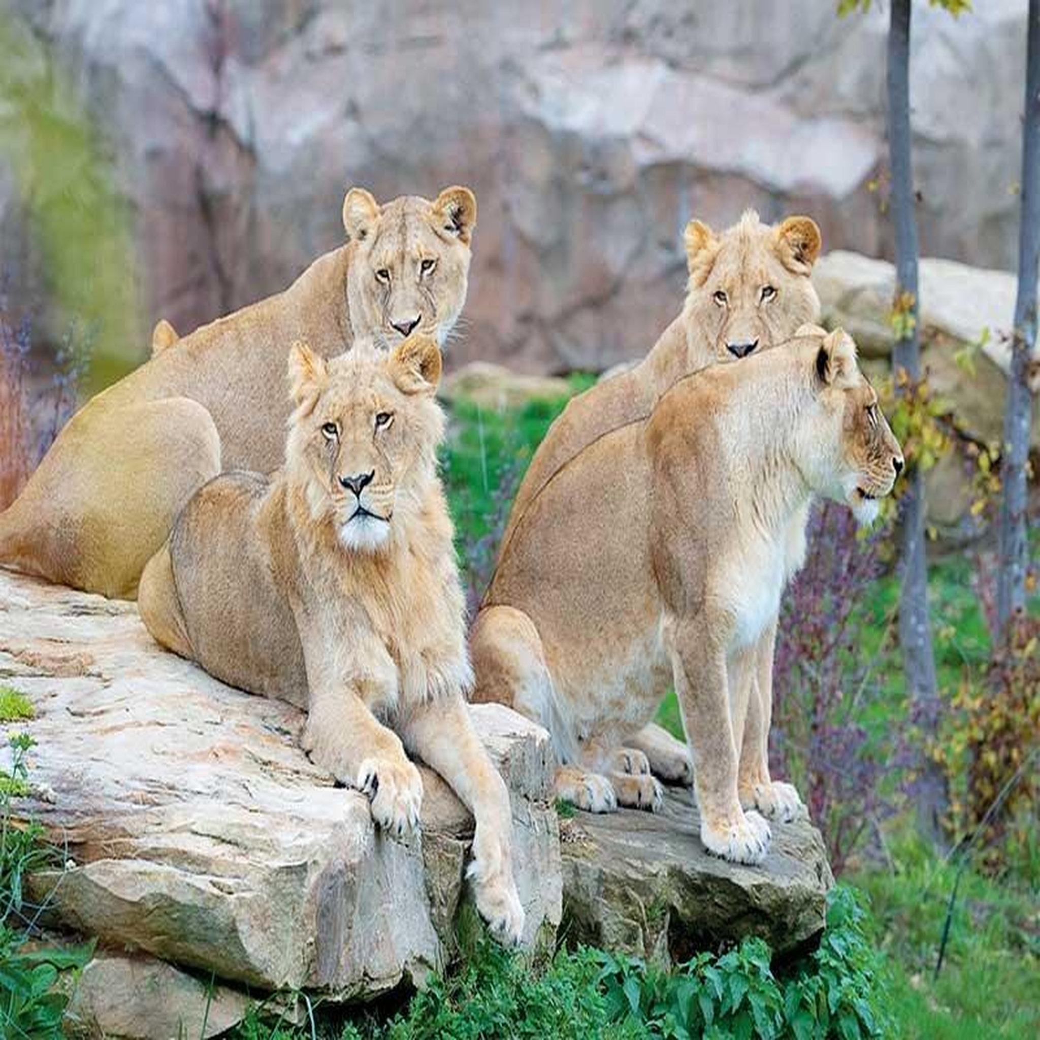 Voir la diapositive 2 : Smartbox Séjour au ZooParc de Beauval 2026: entrées 2 adulte et 1 nuit à proximité - Coffret Cadeau Multi-thèmes