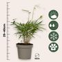 Voir la diapositive 2 : PLANT IN A BOX Bambou non-traçant - Set de 18 - Fargesia 'Asian Wonder' - H25-40cm - ⌀13cm