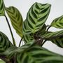 Voir la diapositive 3 : PLANT IN A BOX Plante Dormeuse - Ctenanthe 'Amagris' - Hauteur 20-30cm - ⌀12cm
