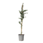 Voir la diapositive 1 : PLANT IN A BOX Gommier - Eucalyptus cinerea 'Silver Dollar' - Hauteur 90-110cm - ⌀19cm