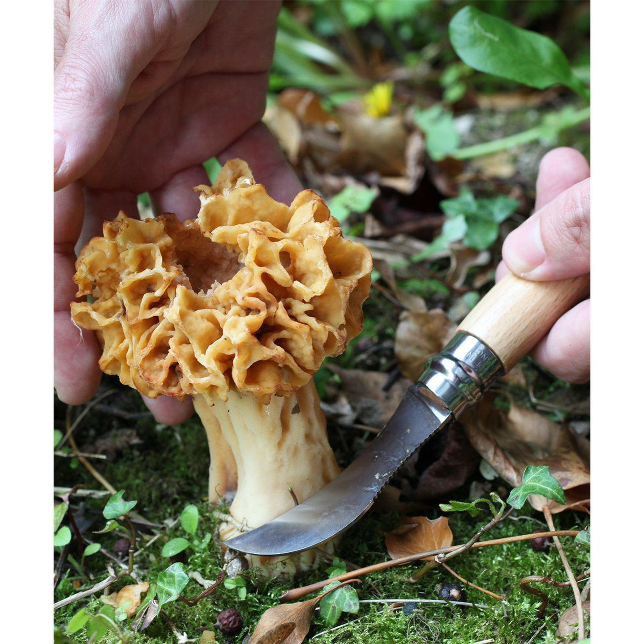 Voir la diapositive 4 : Opinel Couteau d'office Cuisine Nomade champignon