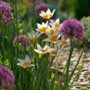 Voir la diapositive 4 : PLANT IN A BOX Coffret Jardin Sec - 35 bulbes pour endroits secs & ensoleillés