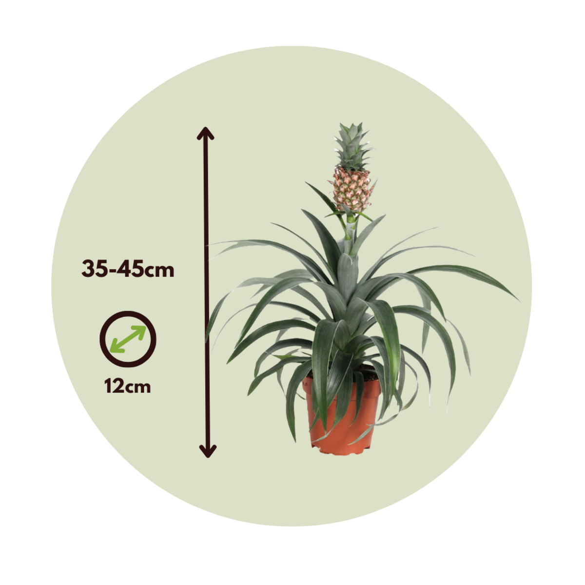 PLANT IN A BOX Ananas d'ornement - Ananas comosus 'Mi Amigo' - Hauteur 35-45cm - ⌀12cm