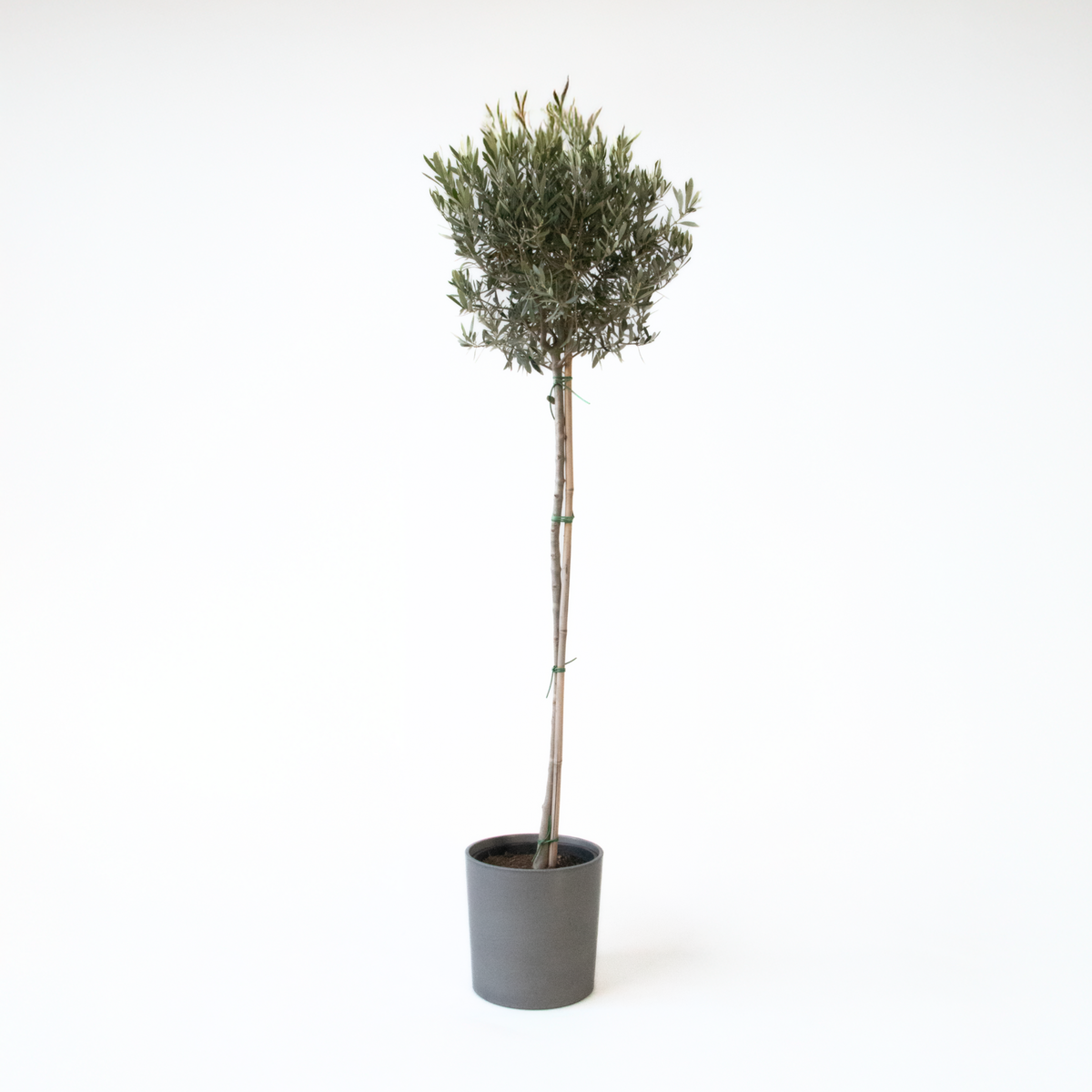 PLANT IN A BOX Olivier - Olea europaea - Hauteur 155-170cm - ⌀27cm