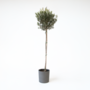 Voir la diapositive 5 : PLANT IN A BOX Olivier - Olea europaea - Hauteur 155-170cm - ⌀27cm