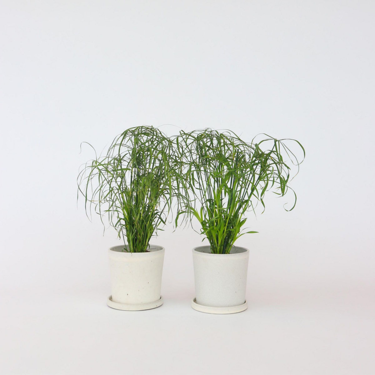 PLANT IN A BOX Papyrus - Set de 2 - Cyperus alternifolius - Hauteur 40-50cm - ⌀14cm