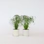 Voir la diapositive 5 : PLANT IN A BOX Papyrus - Set de 2 - Cyperus alternifolius - Hauteur 40-50cm - ⌀14cm