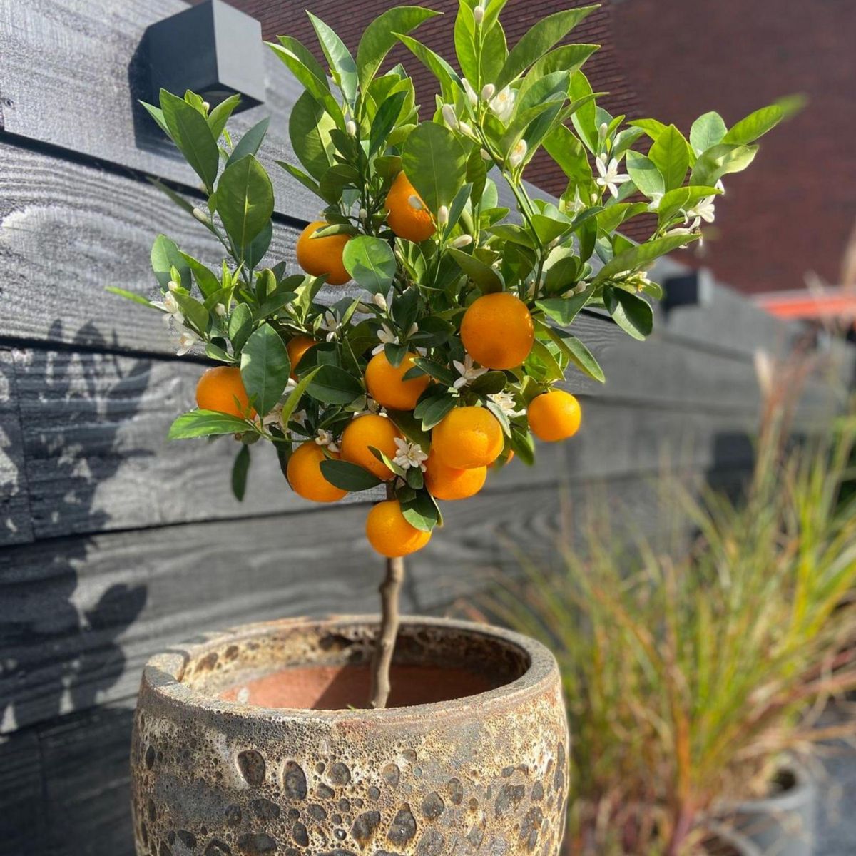 PLANT IN A BOX Oranger - Lot de 3 - Citrus mitis Calamondin - Hauteur 25-40cm - ⌀9cm