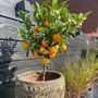 Voir la diapositive 4 : PLANT IN A BOX Oranger - Lot de 3 - Citrus mitis Calamondin - Hauteur 25-40cm - ⌀9cm