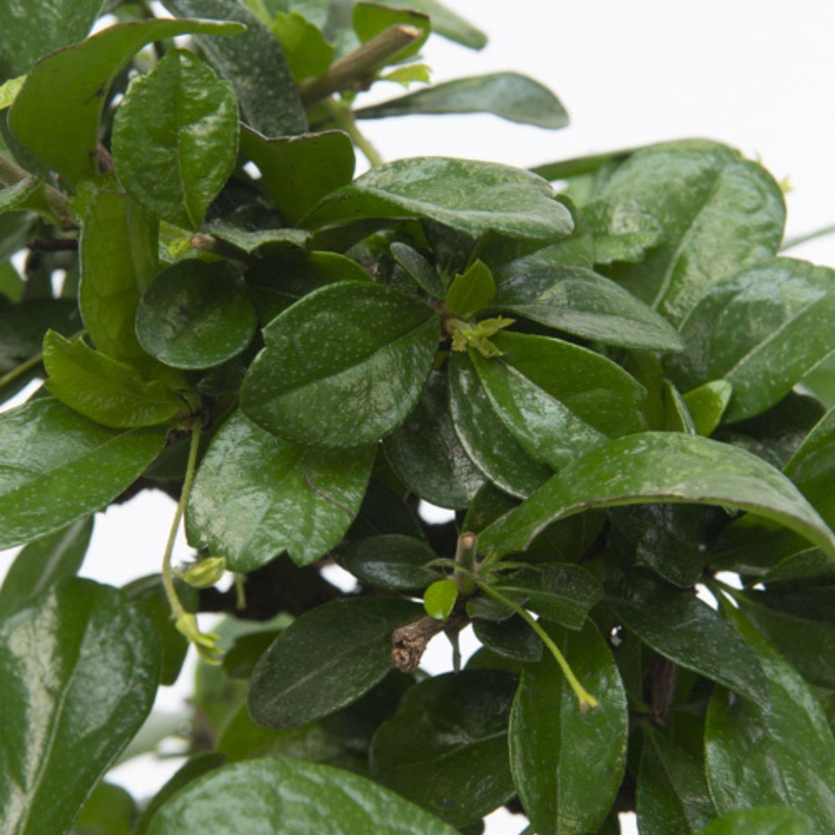 PLANT IN A BOX Bonsaï - Carmona microphylla - Hauteur 25-30cm - ⌀15cm