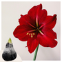 Voir la diapositive 6 : PLANT IN A BOX Amaryllis - hippeastrum 'Wax Snow Black' - Bulbe de fleur - Rouge