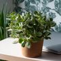 Voir la diapositive 3 : PLANT IN A BOX Plante de jade - Crassula arborescens 'Curly' - Hauteur 15-25 cm - Pot 12 cm