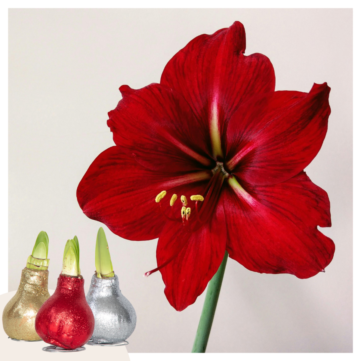 PLANT IN A BOX Amaryllis - Set de 3 - Hippeastrum 'Glitter Mix' - Bulbe de fleur - Rouge