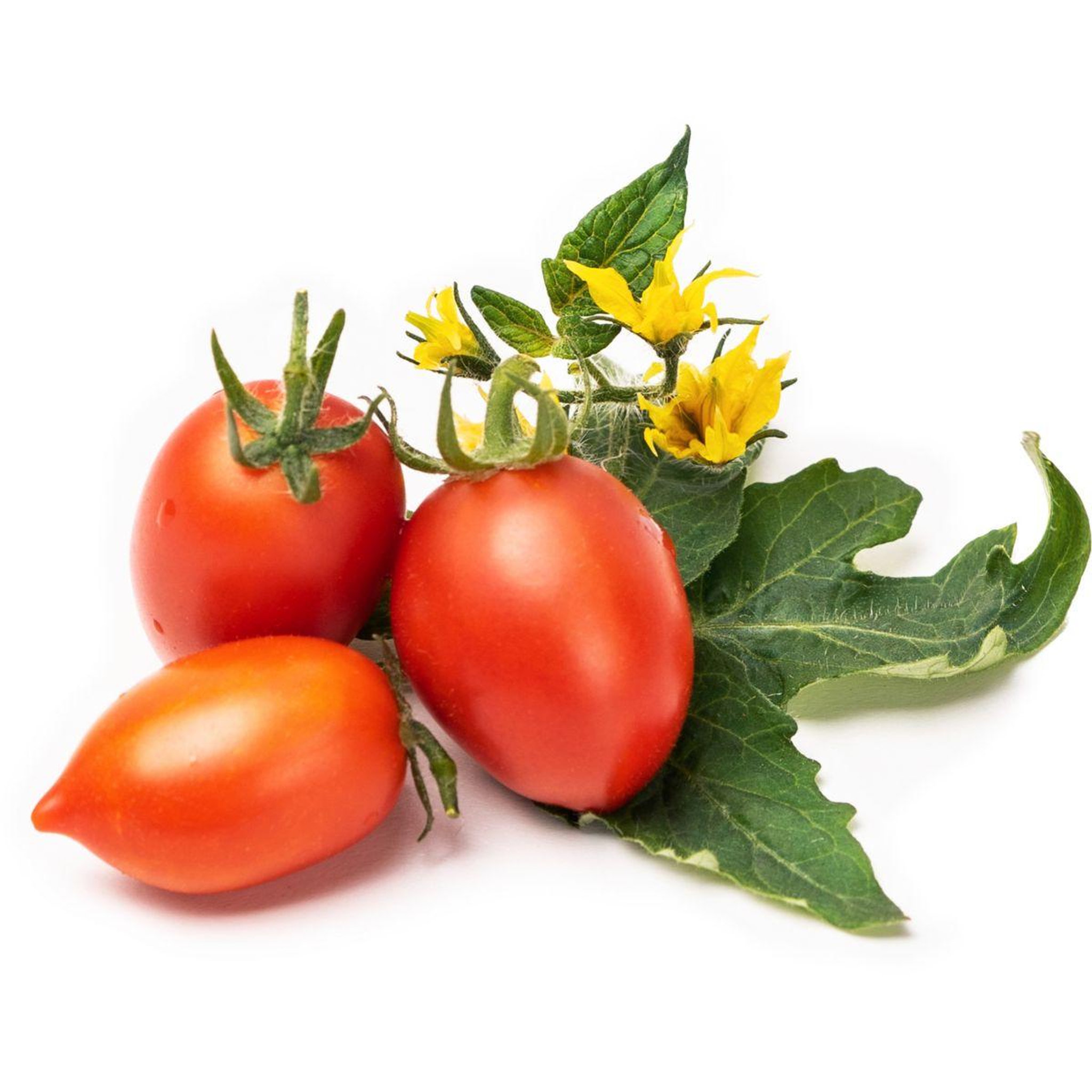 Voir la diapositive 2 : VERITABLE Recharge jardin d'intérieur mini tomate rouge