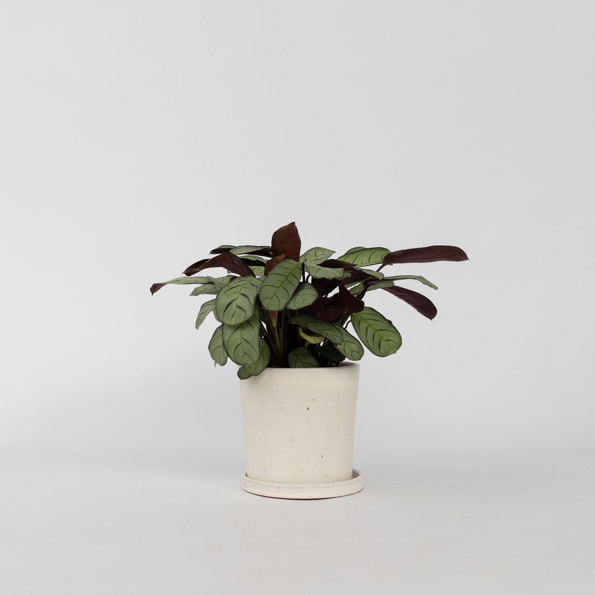 PLANT IN A BOX Plante Dormeuse - Ctenanthe burle-marxii 'Amagris' - Hauteur 25-35cm - ⌀14cm
