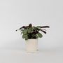 Voir la diapositive 5 : PLANT IN A BOX Plante Dormeuse - Ctenanthe burle-marxii 'Amagris' - Hauteur 25-35cm - ⌀14cm