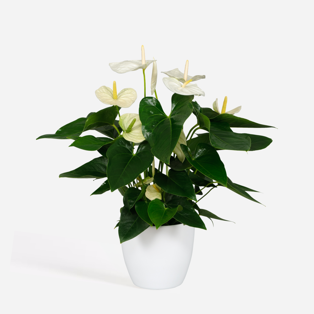PLANT IN A BOX Langue de feu - Anthurium 'Alaska White' - Hauteur 55-70cm - ø17cm