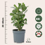 Voir la diapositive 2 : PLANT IN A BOX Rose du désert - Adenium obesum - Hauteur 25-40cm - ⌀10,5cm