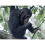 Smartbox Expérience virtuelle à 360° à faire avec les enfants : Exploration au pays des primates - Coffret Cadeau Multi-thèmes