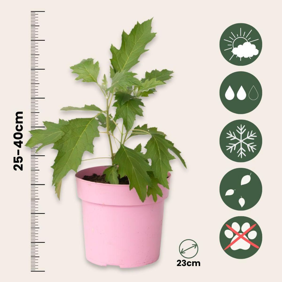 PLANT IN A BOX Hortensia - Set de 2 - Hydrangea 'Ice Crystal' - Hauteur 25-40cm - ⌀19cm