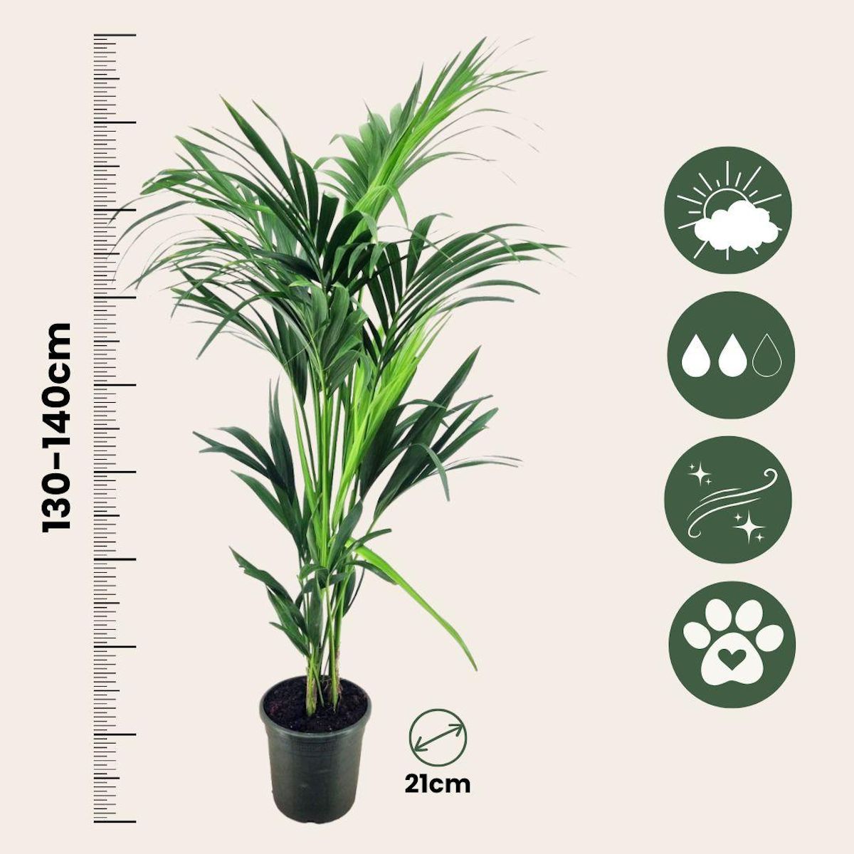 PLANT IN A BOX Palmier Kentia - Howea forsteriana - Hauteur 130-140cm - ⌀21cm