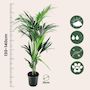 Voir la diapositive 2 : PLANT IN A BOX Palmier Kentia - Howea forsteriana - Hauteur 130-140cm - ⌀21cm