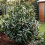 Voir la diapositive 5 : PLANT IN A BOX Sarcocoque confus - Set de 4 - Sarcococca 'Confusa' - Hauteur 30-40cm - ⌀17cm